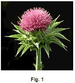 aashb-shok-alhlyb-milk-thistle