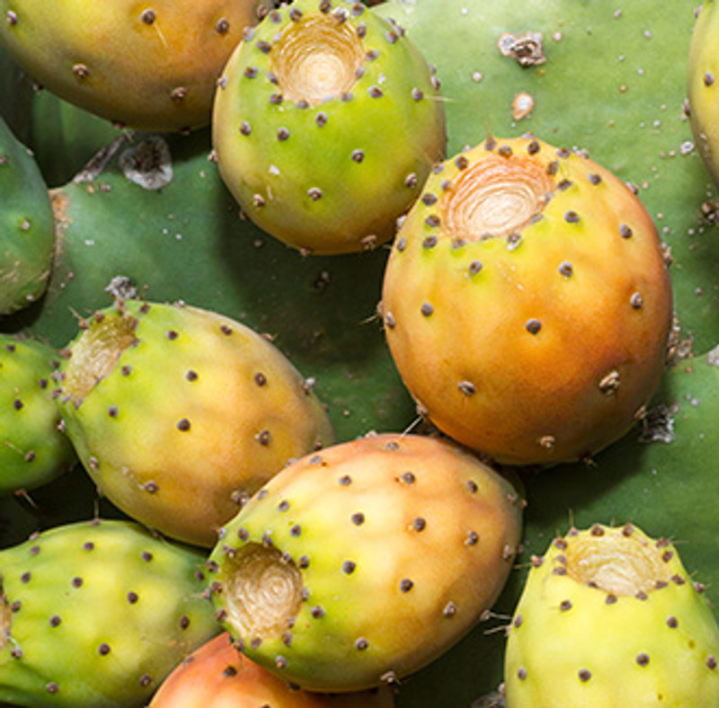 prickly-pear-fruit-health-benefits-and-uses