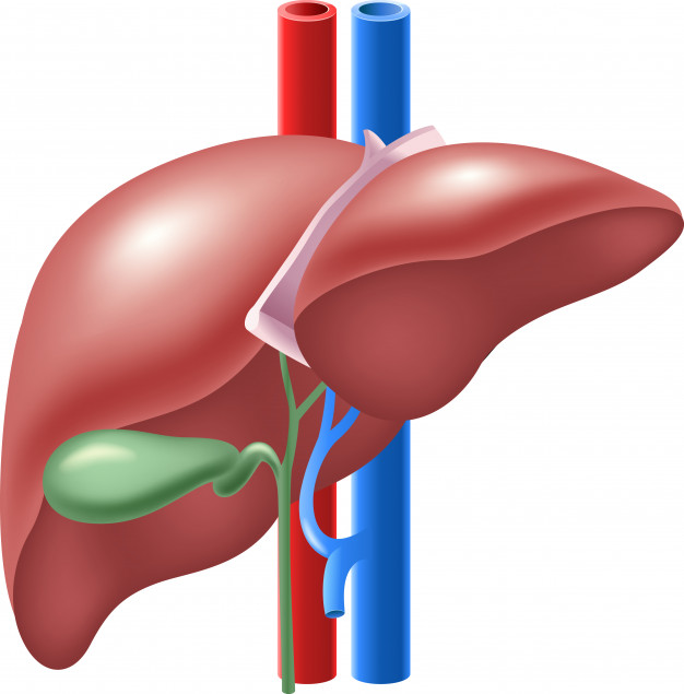 the-secret-to-digestive-health-how-to-maintain-gallbladder-health-through-a-balanced-diet